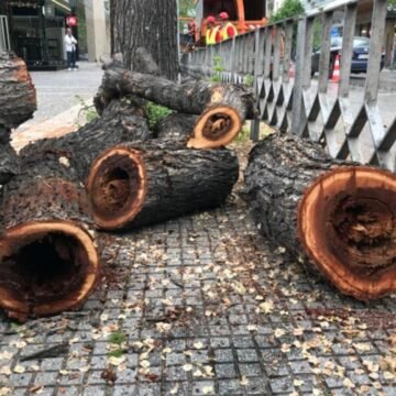 Αντικαθιστά με …περισσότερα τ’ άρρωστα και επικίνδυνα δέντρα ο δήμος Θεσσαλονίκης