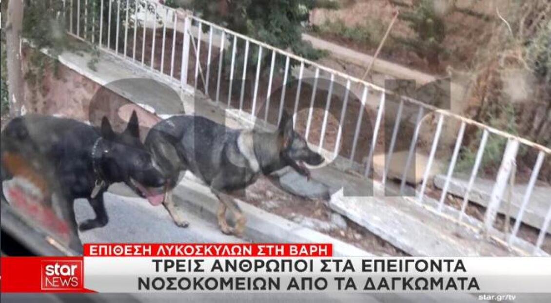 Βάρη: Σοκάρουν οι μαρτυρίες για την επίθεση των δύο σκύλων – Τρεις τραυματίες και το παρασκήνιο με την ιδιοκτησία