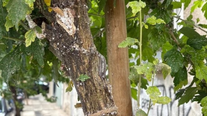 Αστικό πράσινο στην Αθήνα: Η εγκατάλειψη των δέντρων και η ανάγκη για άμεση δράση
