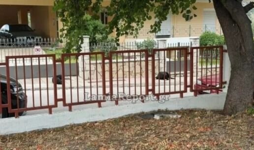 Λαμία: Αδέσποτος σκύλος επιτέθηκε σε μητέρα έξω από νηπιαγωγείο – Μεταφέρθηκε στο νοσοκομείο
